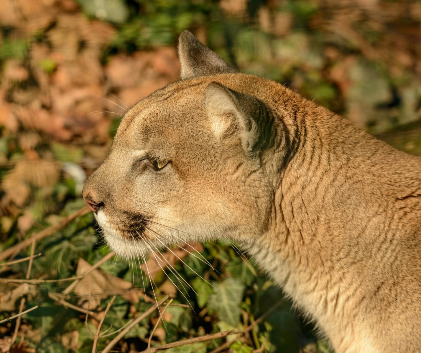 Cougar visits Stony Oasis farms