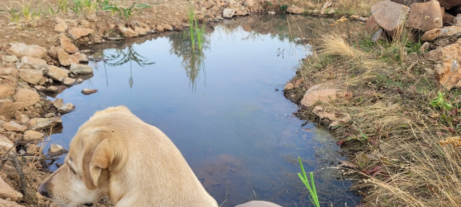 Emma by one of several ponds at Stony Oasis Farms