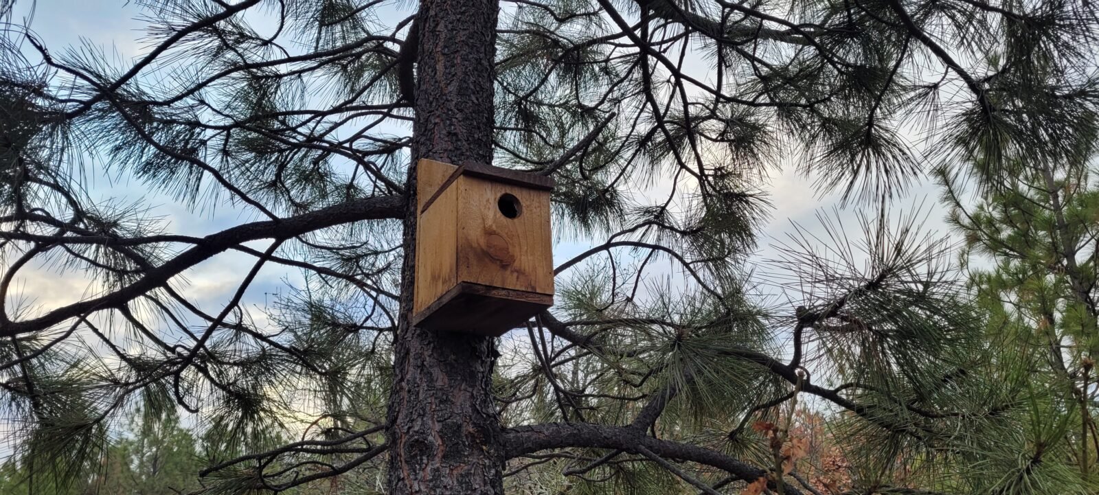 A birdhouse mounted in a pine tree at Stony Oasis Farms.