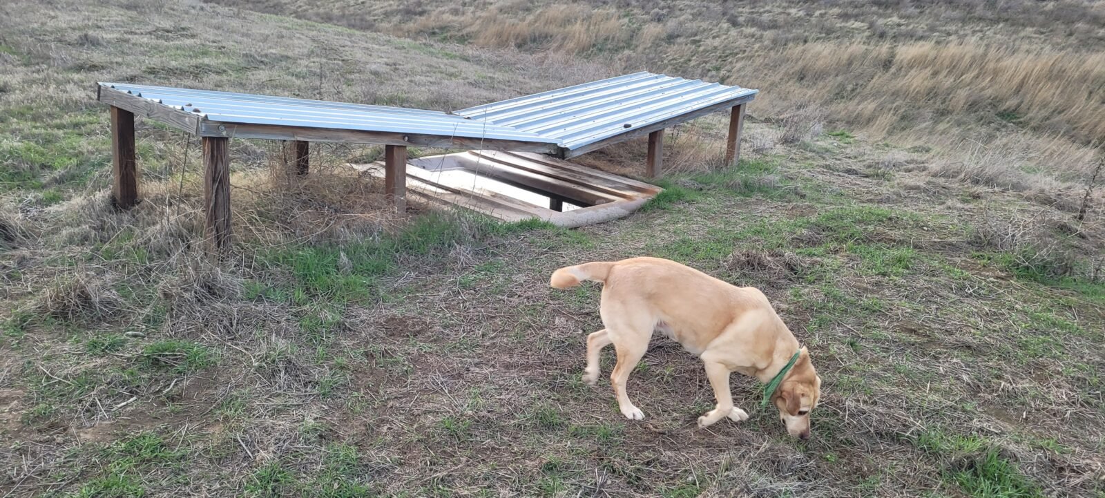 Emma by a wildlife Guzzler in central Washington.