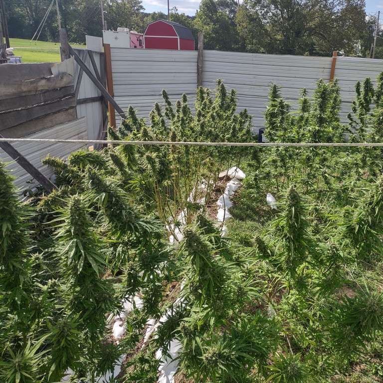 Thomas got an 11 lb harvest from his free seed order from Just Cannabis Seed!