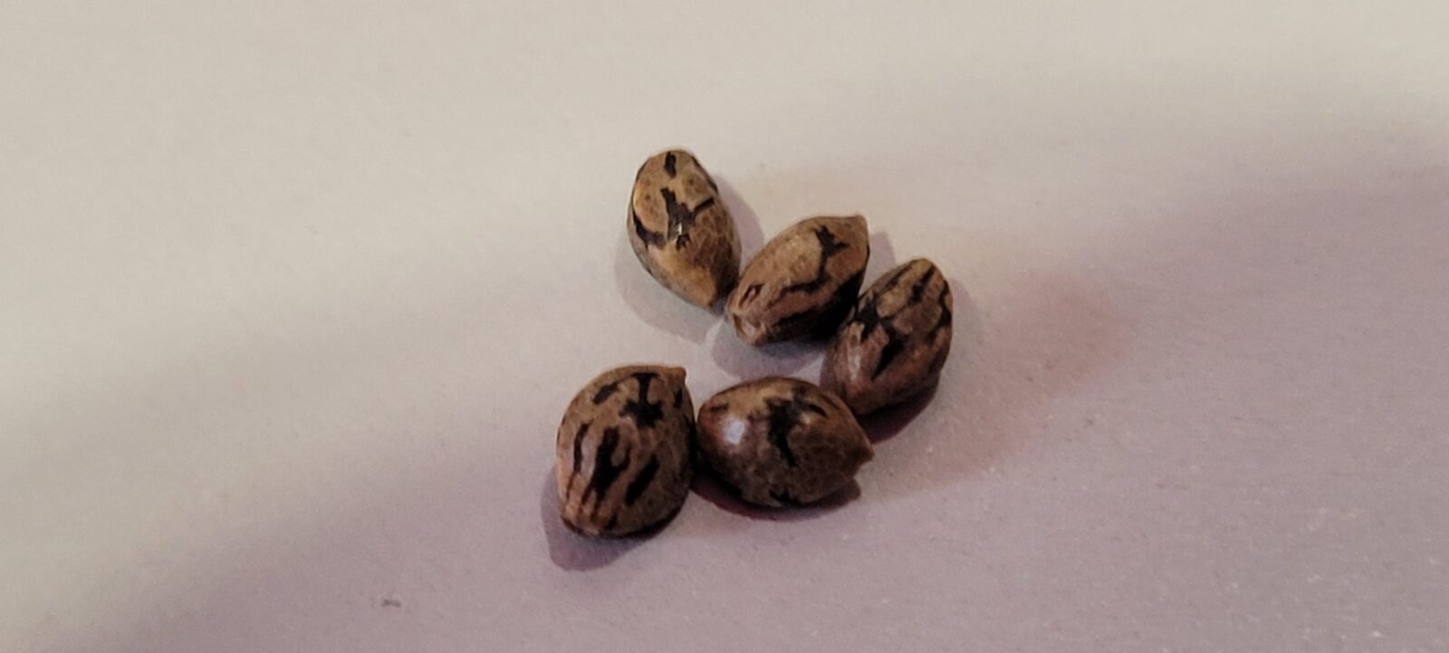 Fully mature tiger striped cannabis seeds.
