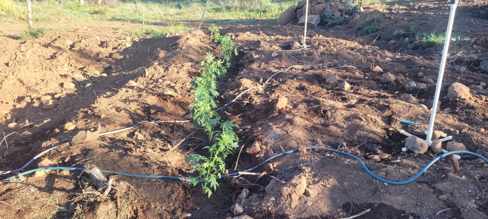 My 15 cannabis plants planted in my dryland hugelkultur at Stony Oasis Farms.