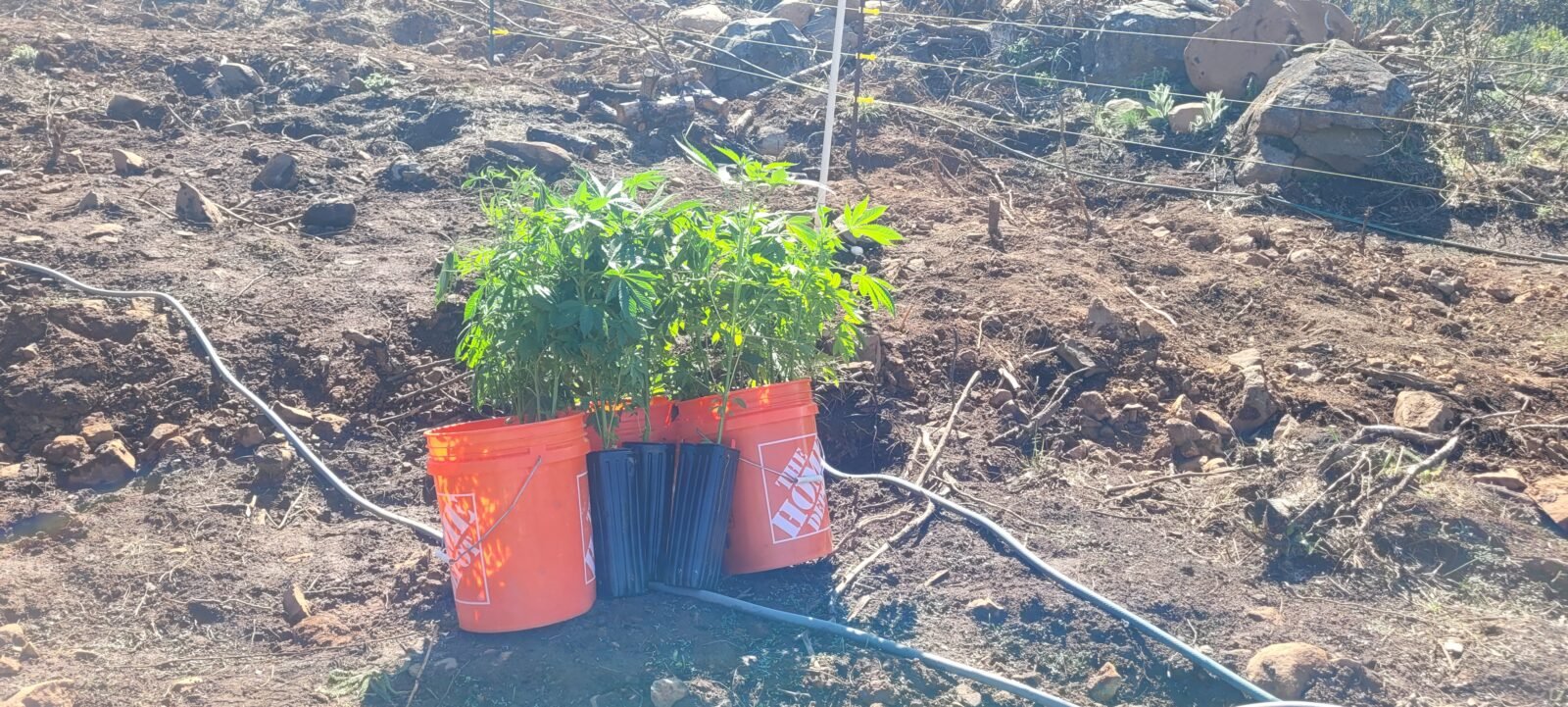 The 15 plants destined for Stony Oasis Farms Dryland Hugelkultur planting bed.