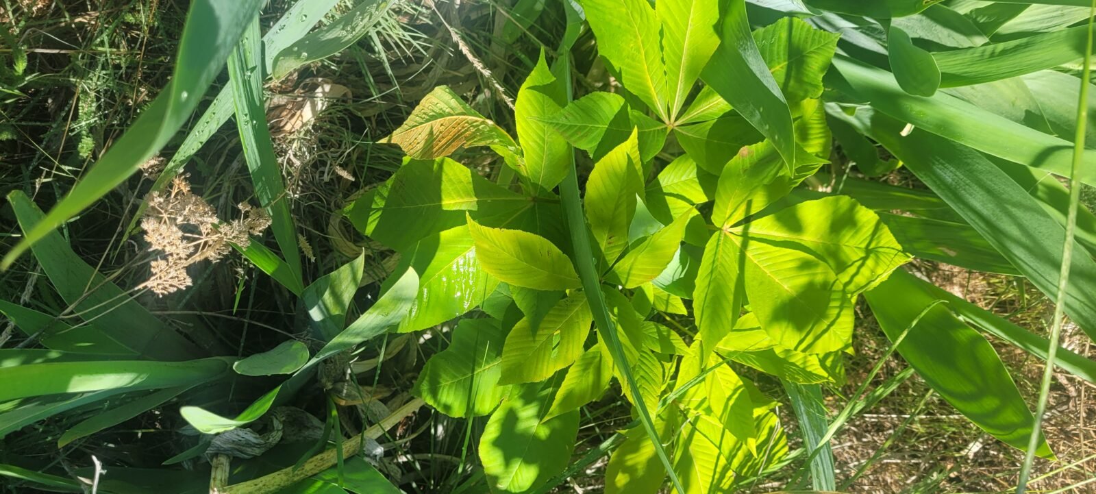 Buck Eye tree growing finally at Stony Oasis farms.