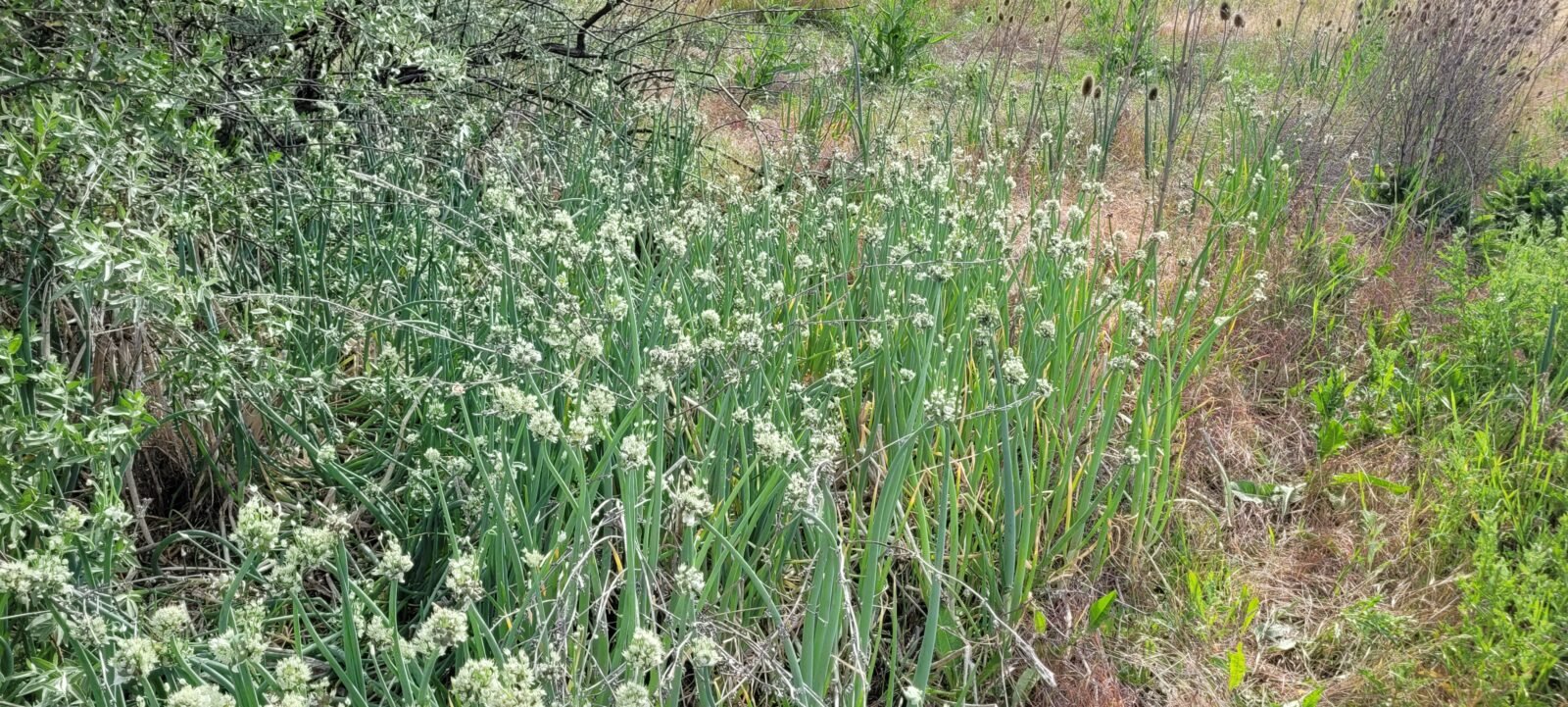 Getting Egyptian Walking Onions growing in my foodforest.