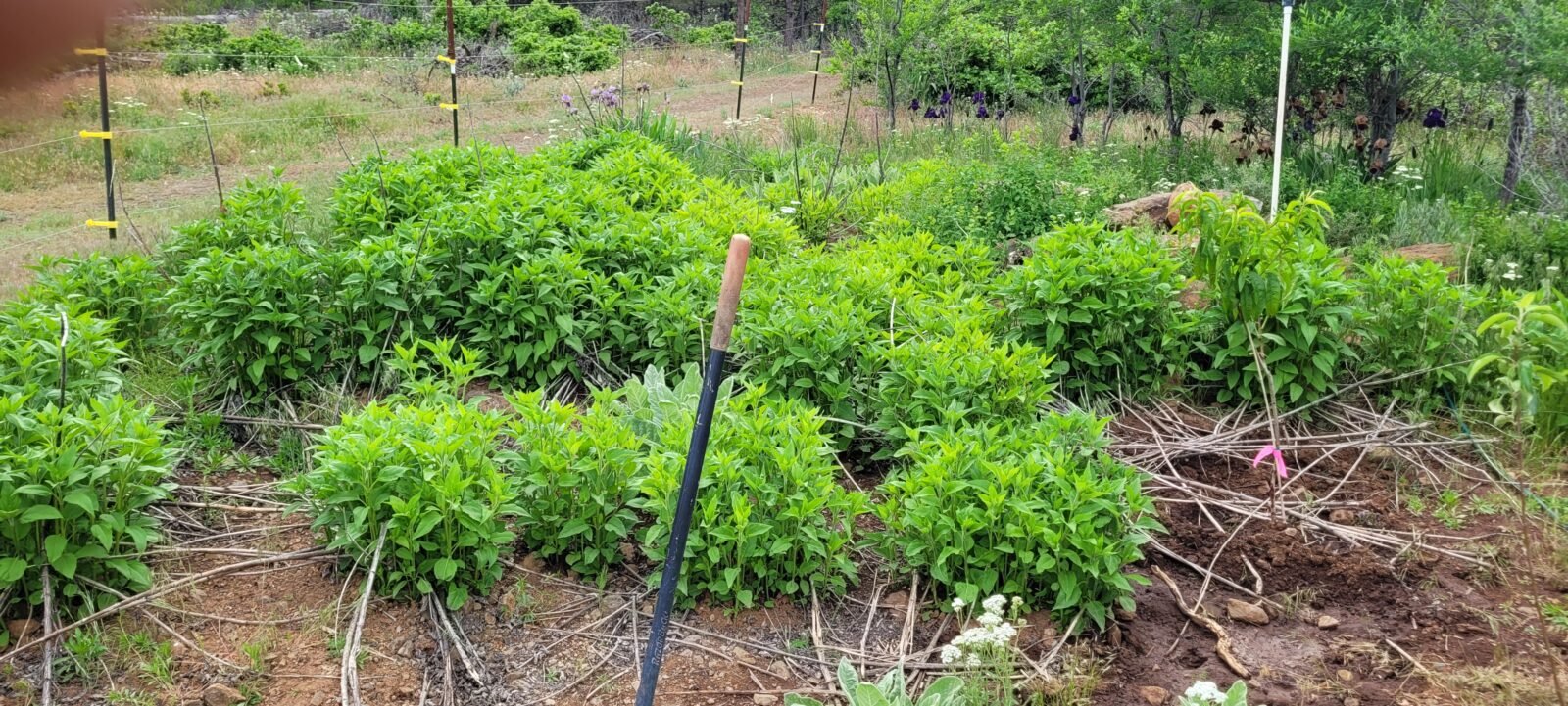 Jerusalem Artichokes at Stony Oasis Farms.