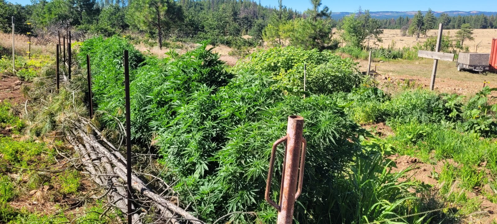Hugelkultur Cannabis grow Stony Oasis Farms 7/14/26. Plants are getting huge!