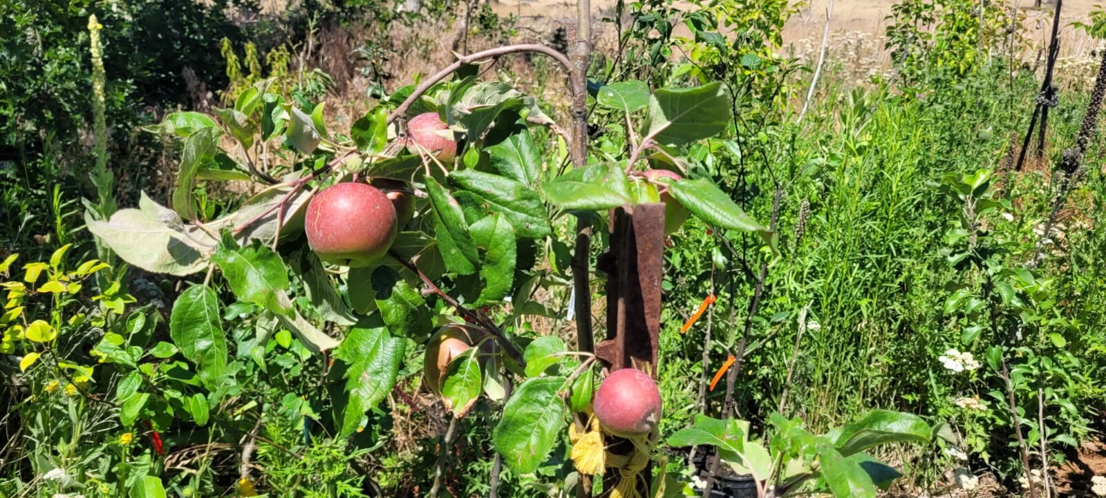 Newly planted tree with apples already!