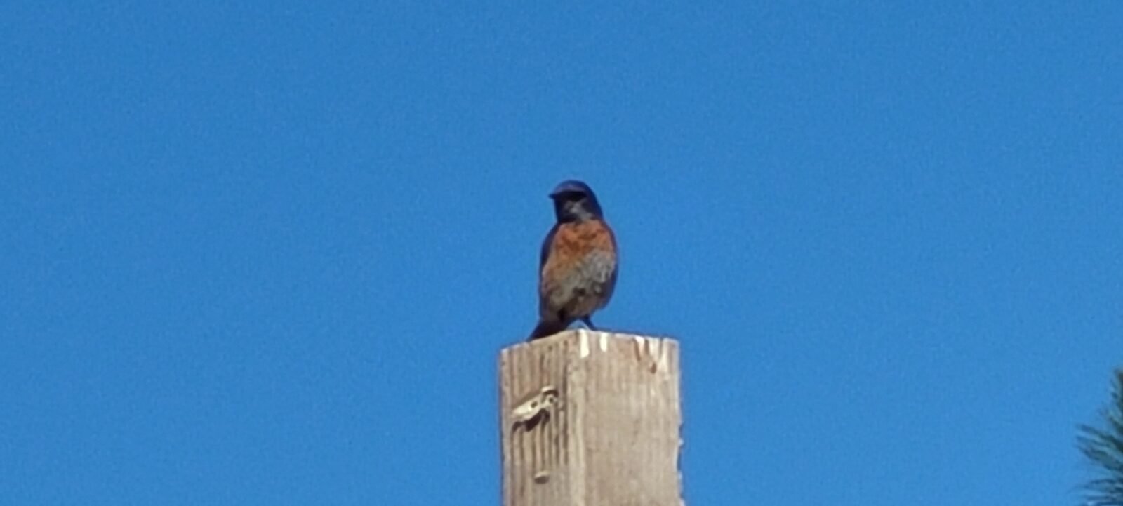 Western Bluebird at Stony Oasis Farms.