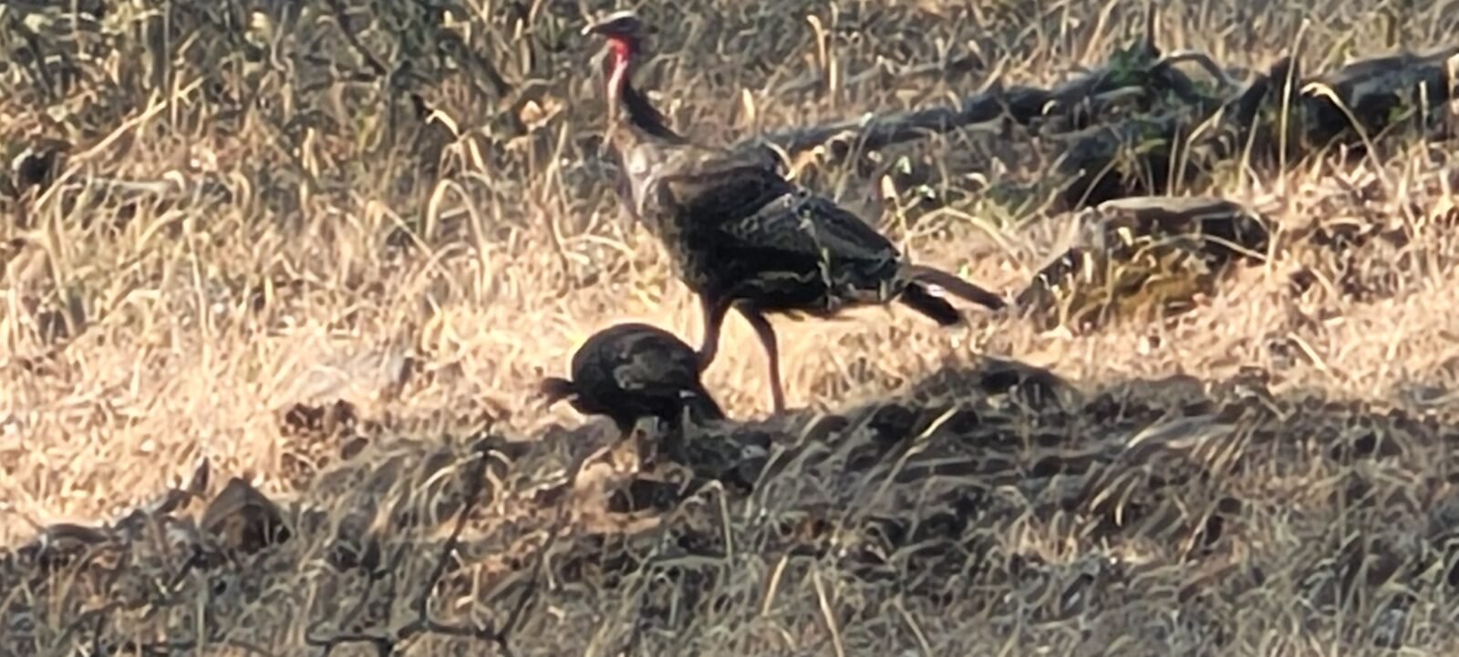 Turkeys visit Stony Oasis Farms often.