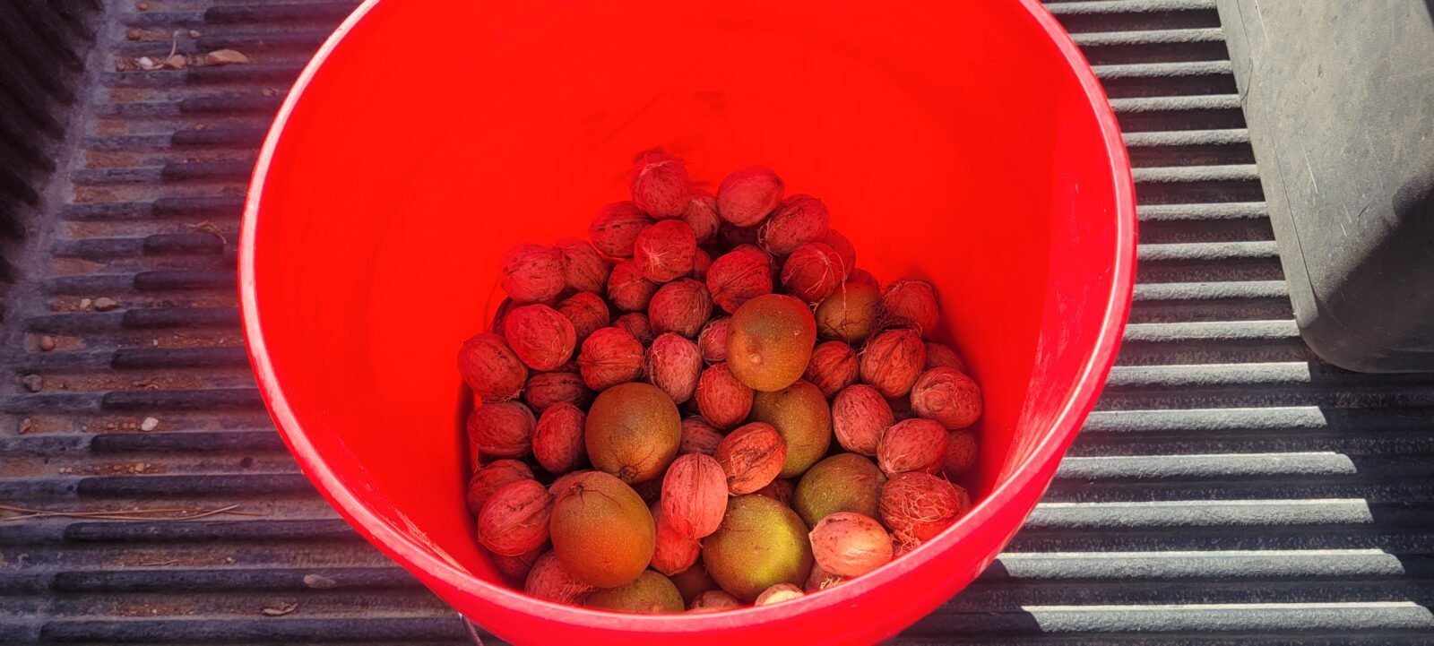 Walnuts harvested, and will be grown the spring of 2027.