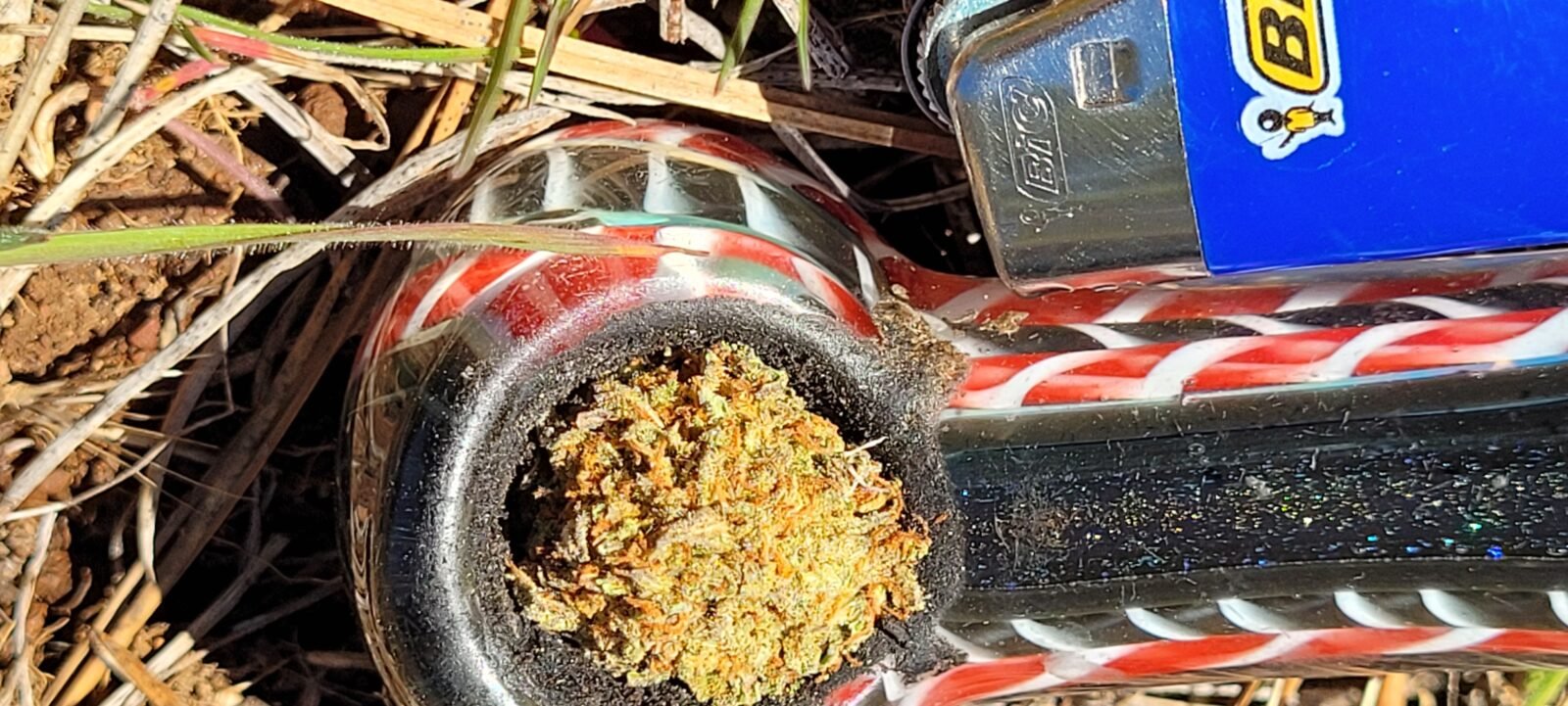 Taking a break from the wildlife guzzler construction to enjoy the tip of a top bud from BadAssBB's.