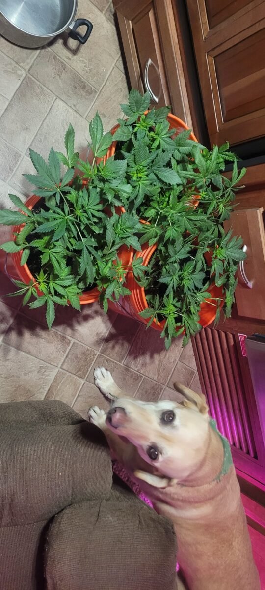 the cannabis plants that will be grown at Stony Oasis Farms.