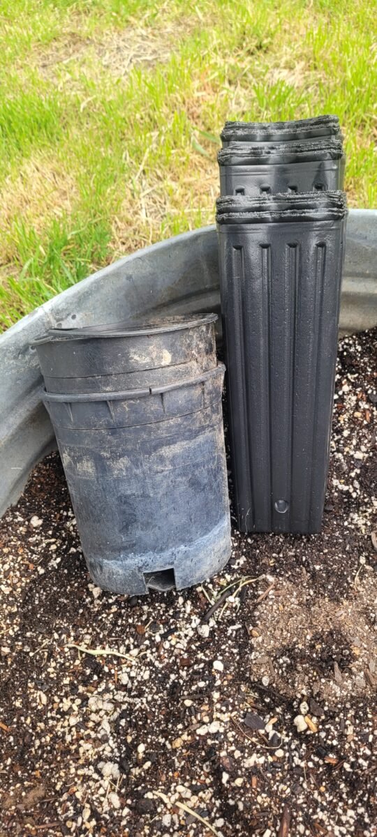 deep pots so cannabis plants do not become root bound.