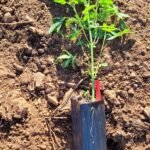 Planted the cannabis plants in deep...made for trees pots.
