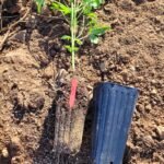 You can see the roots have plenty of room to grow down.